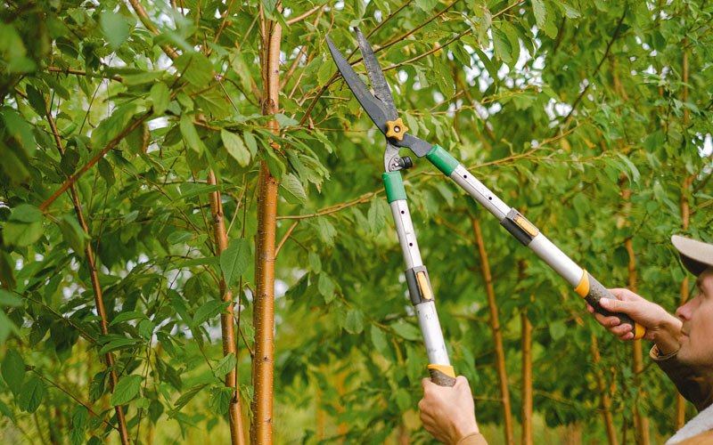 Tree trimming in Owaneco, IL