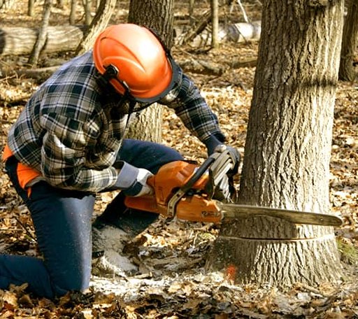 Tree Removal in Owaneco, IL